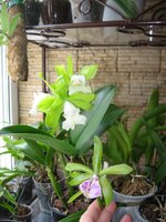 IMG_1130.jpg