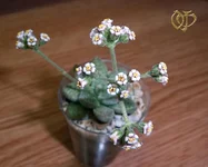 Crassula Ausensis  ssp Titanopsis.webp