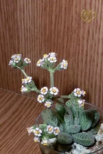 Crassula Ausensis ssp Titanopsis.webp