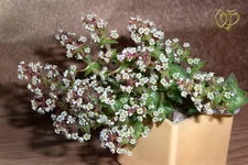 Crassula-corymbulosa.webp