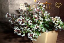 Crassula-corymbulosa-.jpg