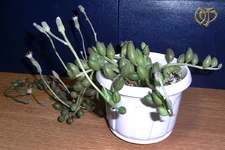 Senecio herreianus.webp