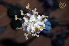 Senecio  herreianus.webp