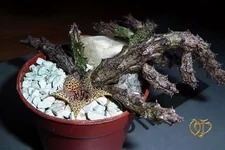 Stapelianthus madagascariensis.webp