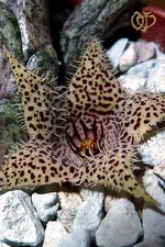 Stapelianthus  madagascariensis.webp