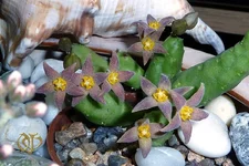 Piaranthus  pulcher.jpg