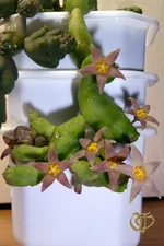 Piaranthus pulcher.webp