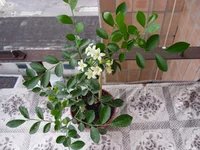 SAM_1748.webp