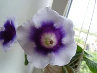 SAM_1756.webp
