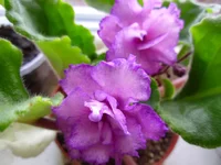 SAM_1877.webp