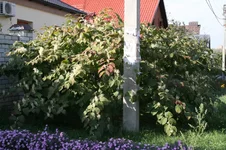  009.webp