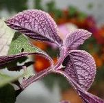  005.webp