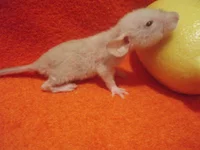  004.webp