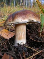 DSCN8965_sm.jpg
