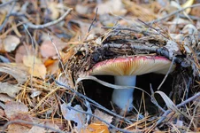 DSC_9977_sm.jpg