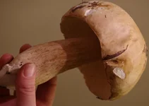 белый.jpg