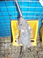  062.webp
