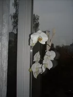 DSCN2140.webp