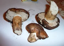 Tricholoma.webp