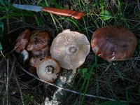 Tricholoma2.webp