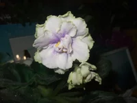  продажа 041.webp