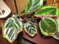 IMG_1094.webp