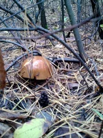 004.webp
