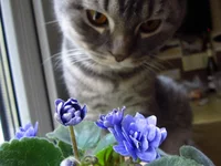 6fefaDDAmsI.webp
