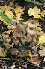 IMG_5301_v.webp