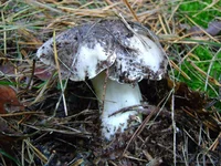13.webp