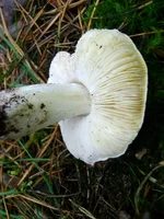 15.webp