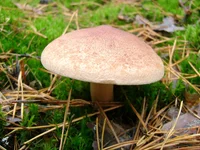27.webp