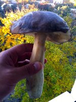 IMG_0643.jpg