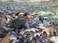 PIC-0106.webp