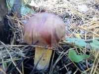 PIC-0109.jpg