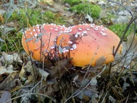 PIC-0103.jpg