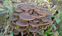 IMAG0736.jpg