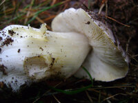 DSC00354.jpg