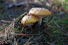 IMG_2464.jpg