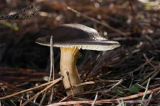 IMG_2516.jpg