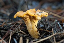 IMG_2601.jpg