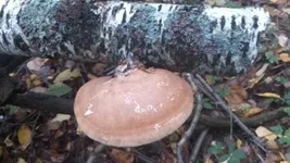 DSC_5699_1.jpg
