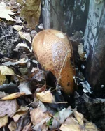 -0038.webp