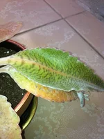 Kalanchoe gastonis.webp