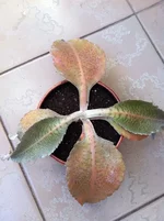 Kalanchoe gastonis-bonnieri.webp