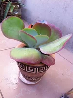 Kalanchoe thyrsiflora.jpg