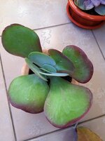 thyrsiflora.jpg