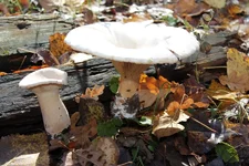 IMG_3326_новый размер.webp