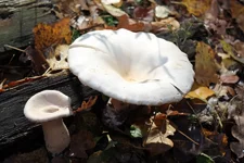 IMG_3327_новый размер.webp