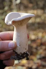 IMG_3330_новый размер.webp